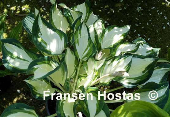 Hosta Marshmallow Sky